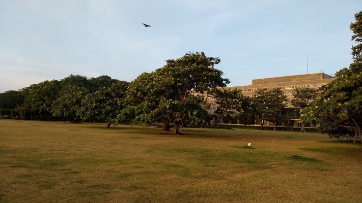 TIFR west lawns